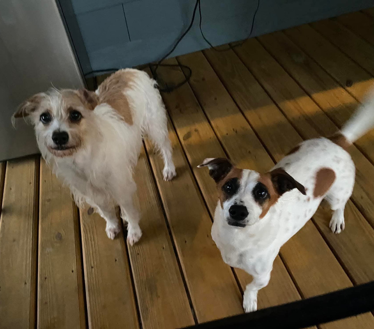 Judge-Cuervo-Raul-Lynn-pups